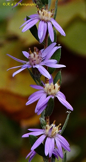 {Symphyotrichum concolor}